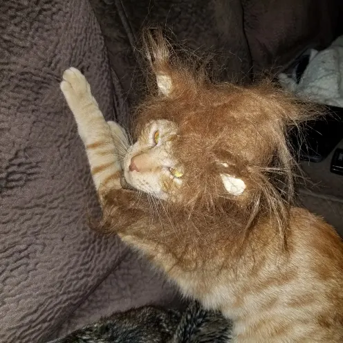 Link the cat with a lion mane